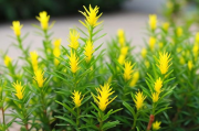天门冬花卉怎么养,天门冬怎样养才开花