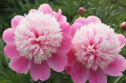 芍药花怎么养家庭养法,芍药花怎么养家庭养法大全