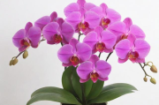 蝴蝶兰家庭怎么养,蝴蝶兰家庭怎么养才能开花