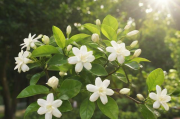 茉莉花怎么养才能枝繁叶茂,茉莉花这么养