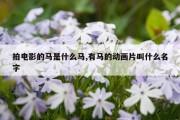 拍电影的马是什么马,有马的动画片叫什么名字