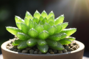 玉露花怎么养,玉露花怎么养护和管理