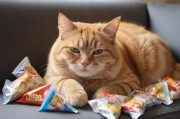 橘猫要怎么养,橘猫怎么养胖