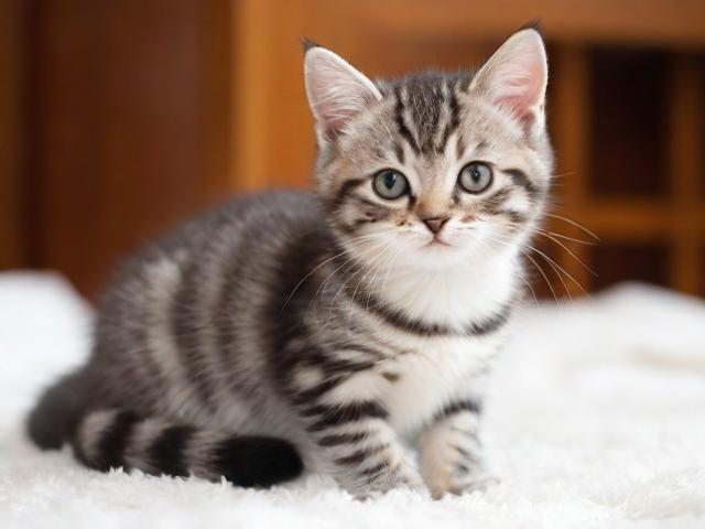 短尾猫怎么养,养短尾猫有什么忠告