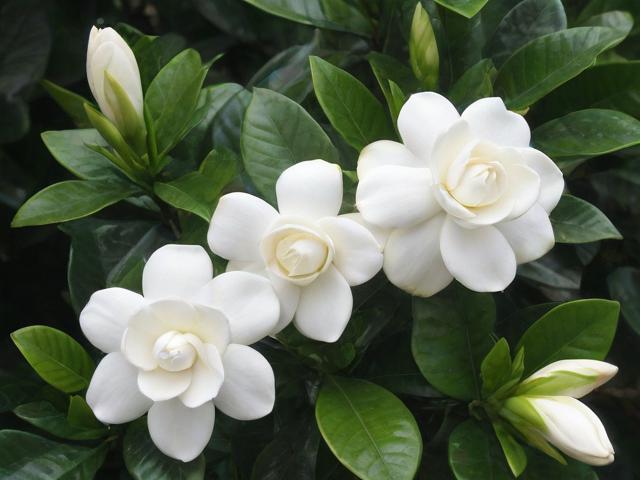 栀子花怎么养植,栀子花养植方法