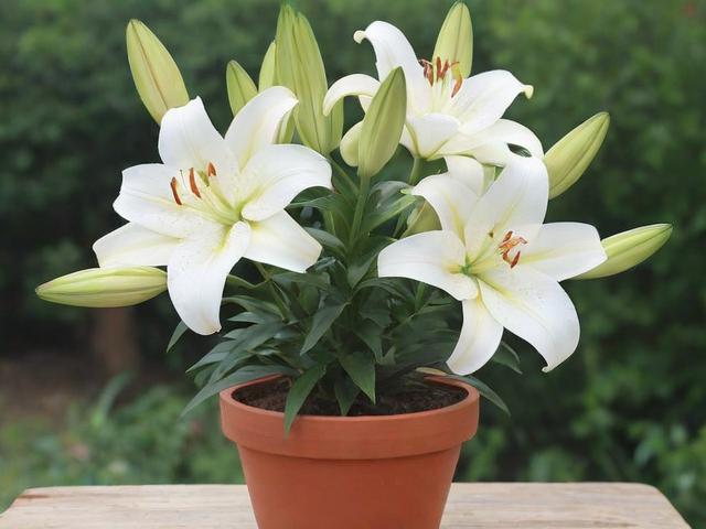 百合花怎么养盆栽教程,百合花怎么养盆栽?