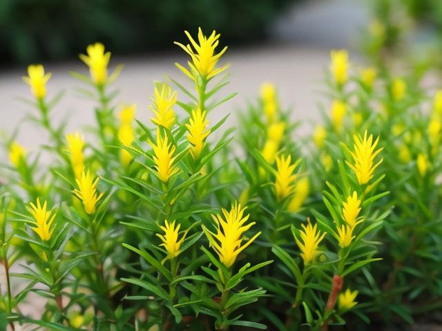 天门冬花卉怎么养,天门冬怎样养才开花