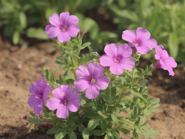 树马齿苋花怎么养,树马齿苋花怎么养浇水