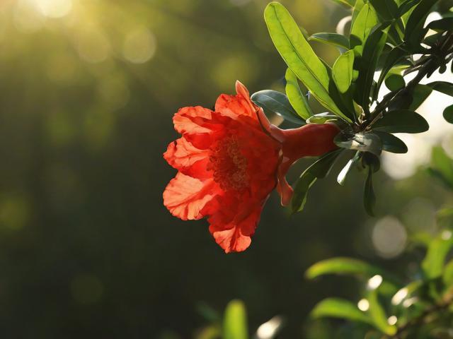 石榴花怎么养才正确,石榴花怎么养才正确呢