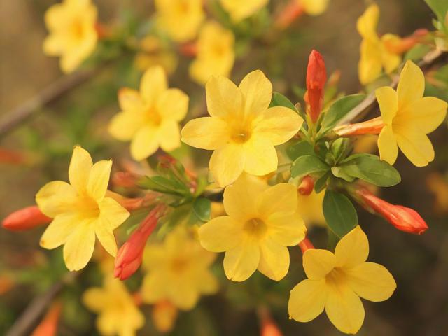 迎春花夏天怎么养,迎春花夏天怎么开花了