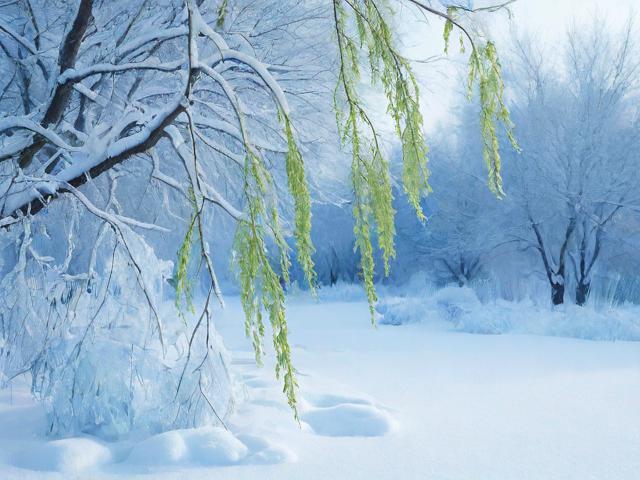 雪柳干支冬天怎么养,雪柳干枝冬天怎么养