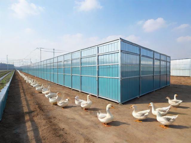 肉鸭怎么养,肉鸭怎么养殖