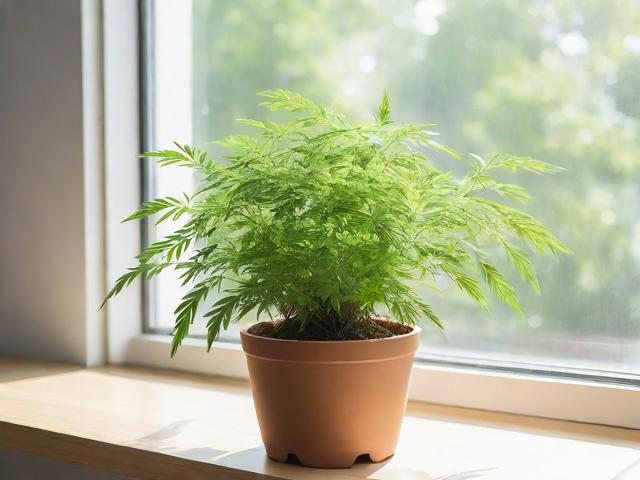 盆栽驱蚊草怎么养,盆栽驱蚊草怎么养护