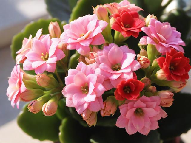 长寿花怎么养才能开花,长寿花怎么养才能开花后怎么修剪