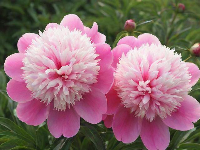 芍药花怎么养家庭养法,芍药花怎么养家庭养法大全