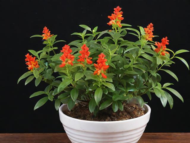 金鱼花吊兰怎么养,金鱼花吊兰怎么养才能开花