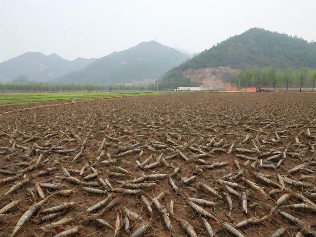 莱芜养蚂蚱怎么找销路,蚂蚱养殖利润和成本